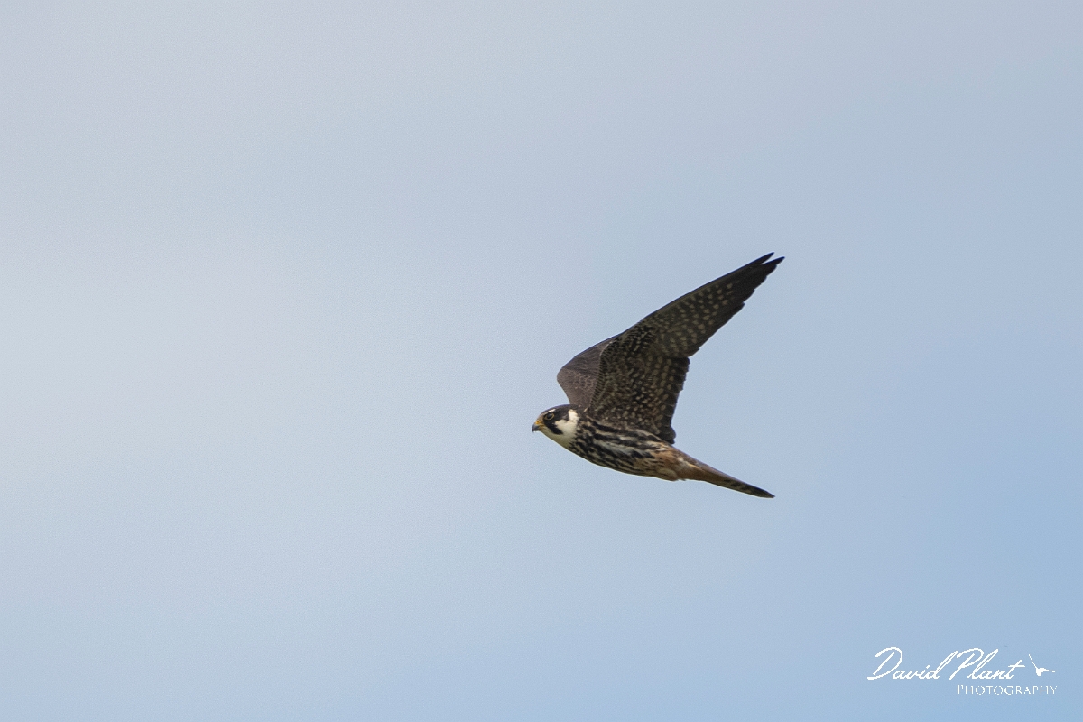 David Plant Photography - Wildlife Photography - Hobby - D.JPG - Hobby in flight - Kent