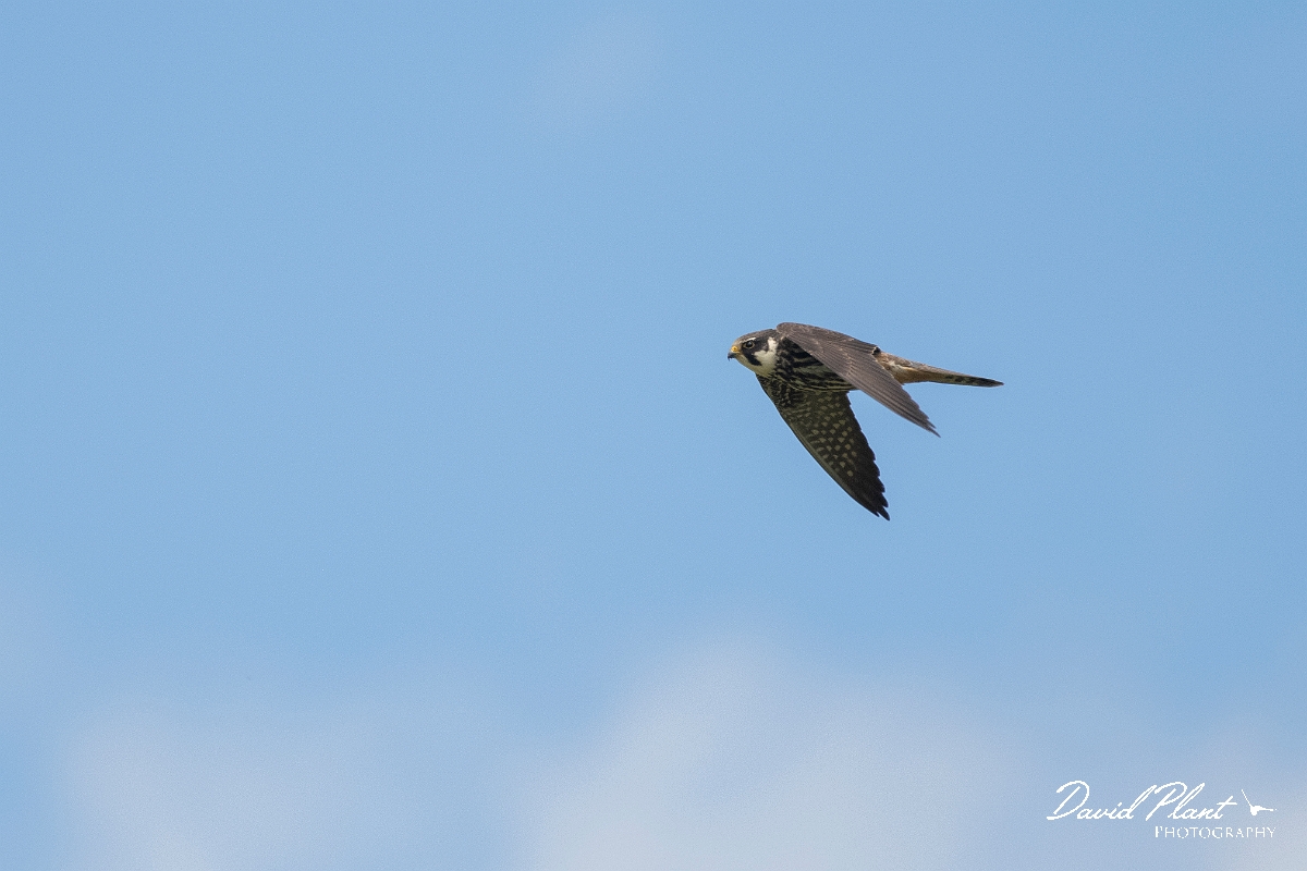 David Plant Photography - Wildlife Photography - Hobby - E.JPG - Hobby in flight - Kent