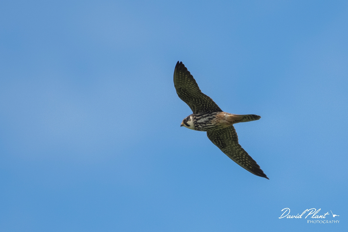 David Plant Photography - Wildlife Photography - Hobby - G.JPG - Hobby in flight - Kent