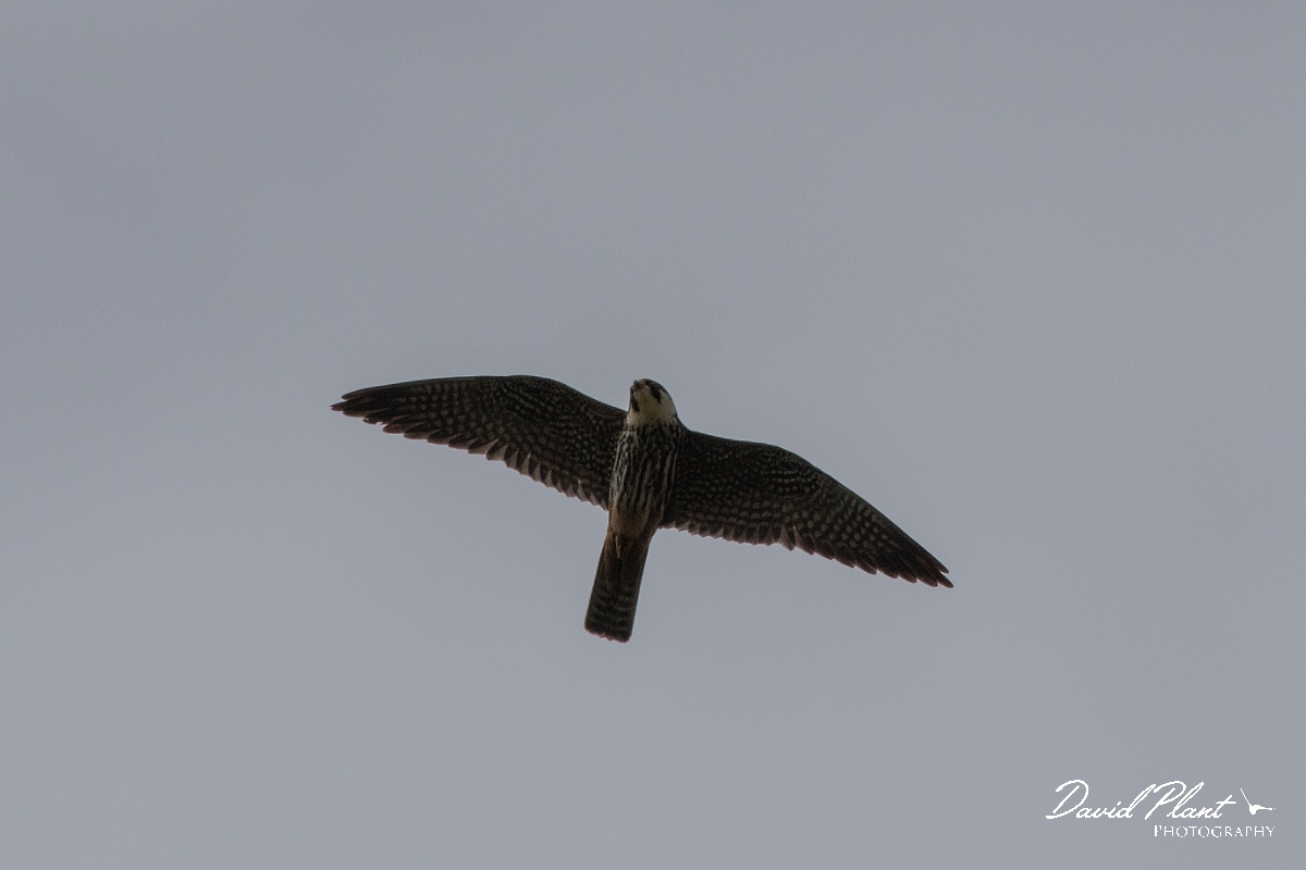 David Plant Photography - Wildlife Photography - Hobby - H.JPG - Hobby in flight - Kent