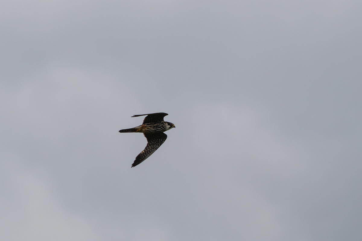 David Plant Photography - Wildlife Photography - Hobby - I.jpg - Hobby in flight - Cambridgeshire