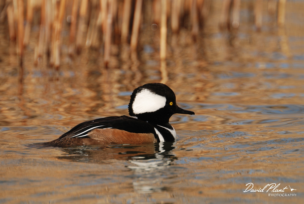 David Plant Photography - Wildlife Photography - Hooded merganser - A.jpg - Hooded merganser - Dorset