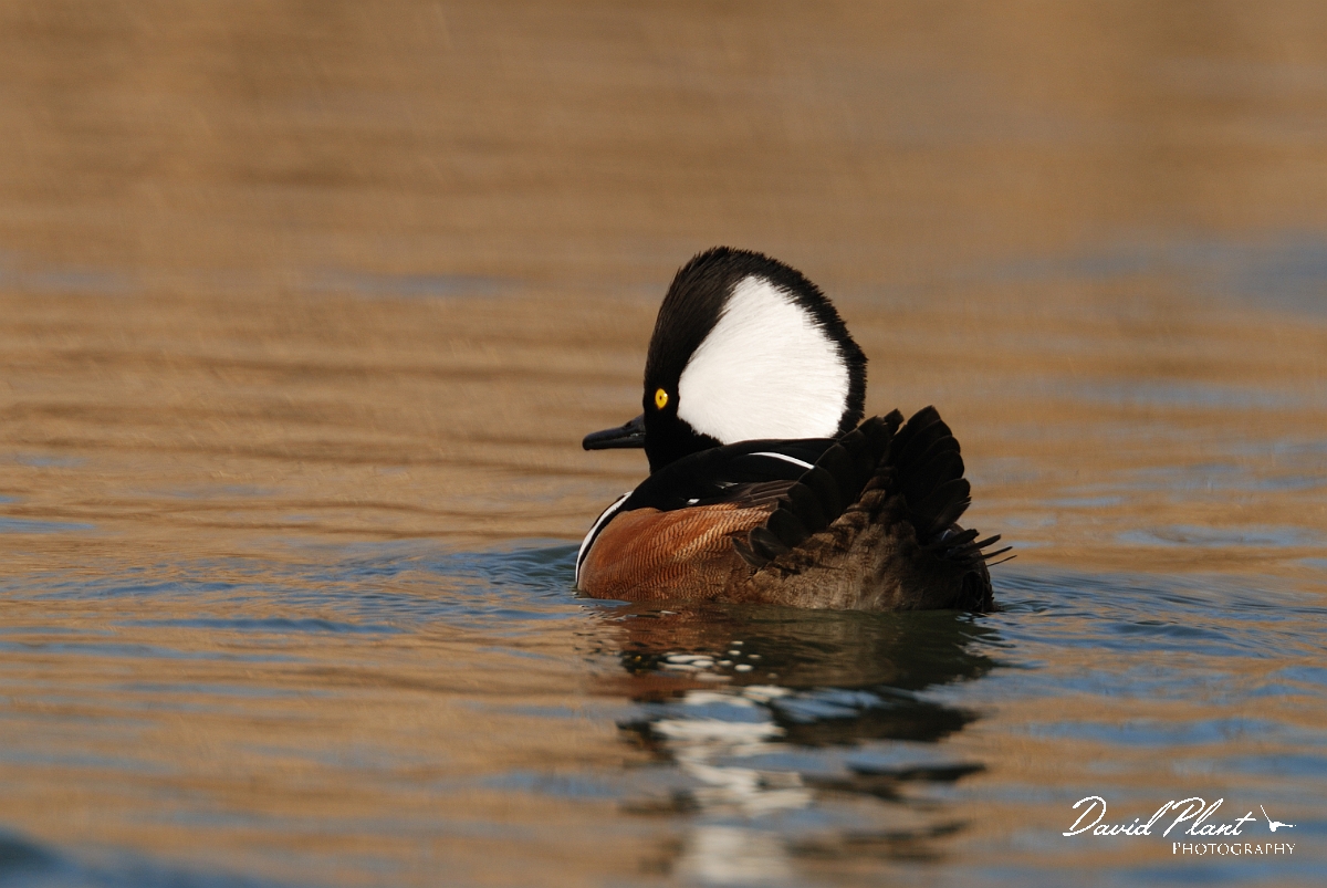 David Plant Photography - Wildlife Photography - Hooded merganser - B.jpg - Hooded merganser - Dorset