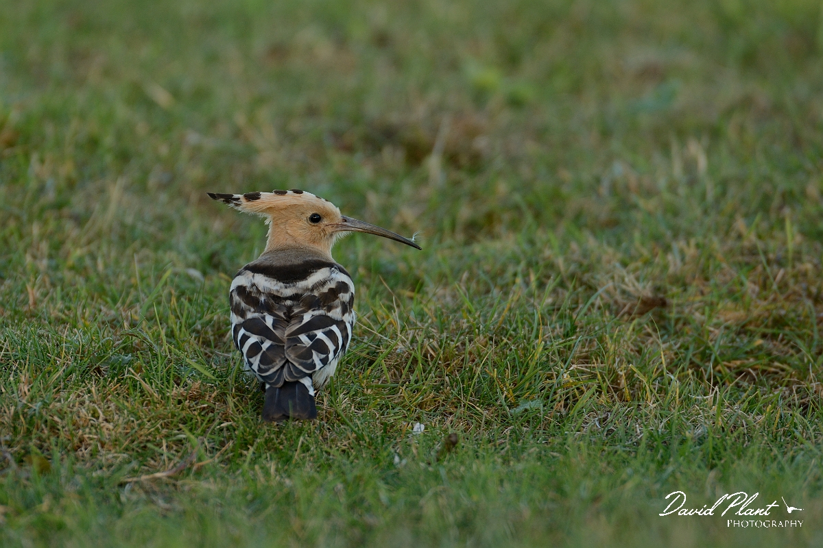 David Plant Photography - Wildlife Photography - Hoopoe - B.jpg - Hoopoe - Bedfordshire