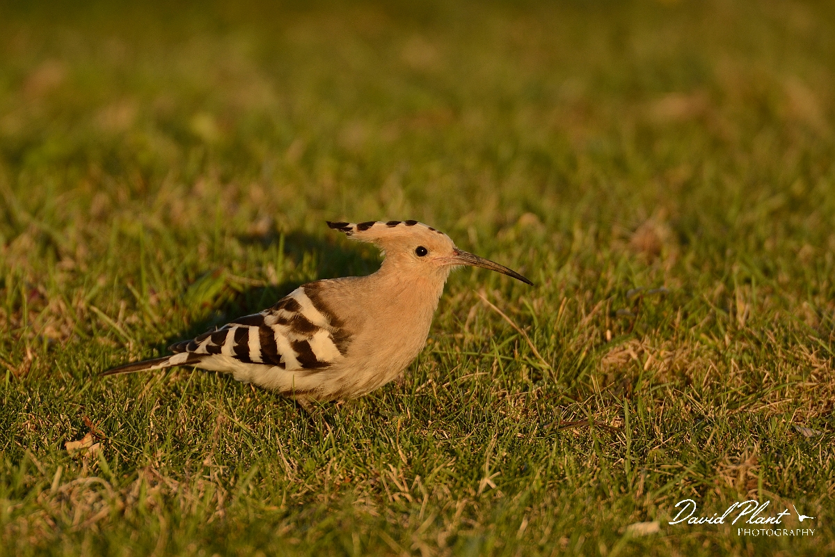 David Plant Photography - Wildlife Photography - Hoopoe - C.jpg - Hoopoe in sun - Bedfordshire