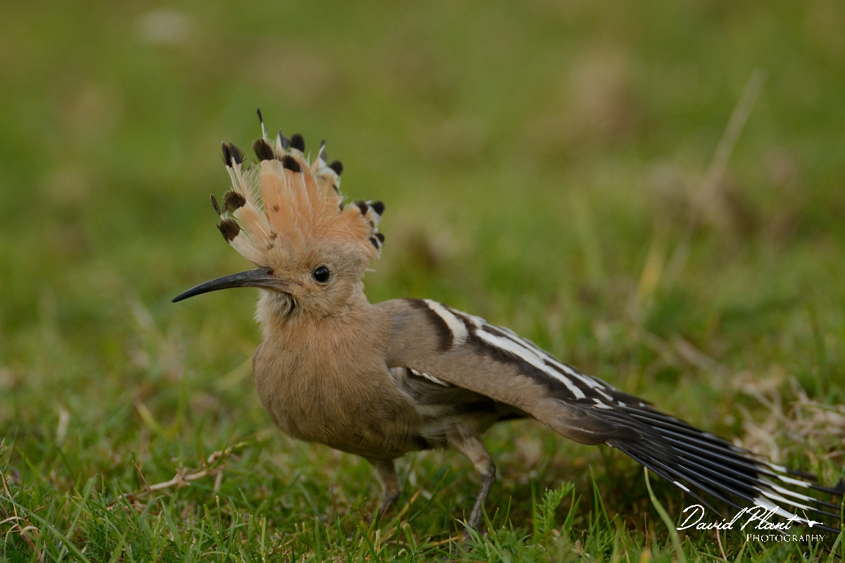 David Plant Photography - Wildlife Photography - Hoopoe - F.jpg - Hoopoe with crest raised and wing stretch - Bedfordshire
