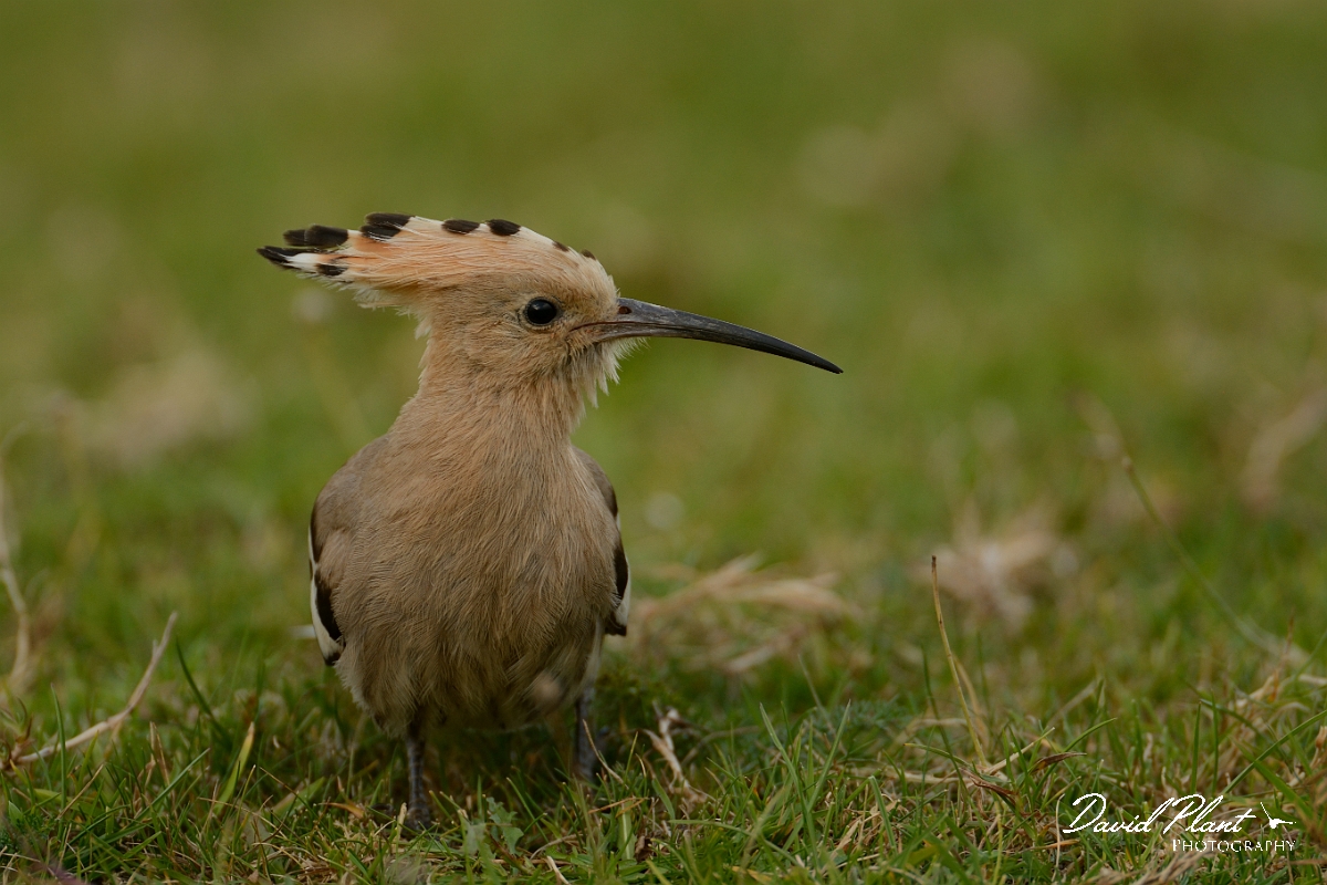 David Plant Photography - Wildlife Photography - Hoopoe - H.jpg - Hoopoe sideways - Bedfordshire