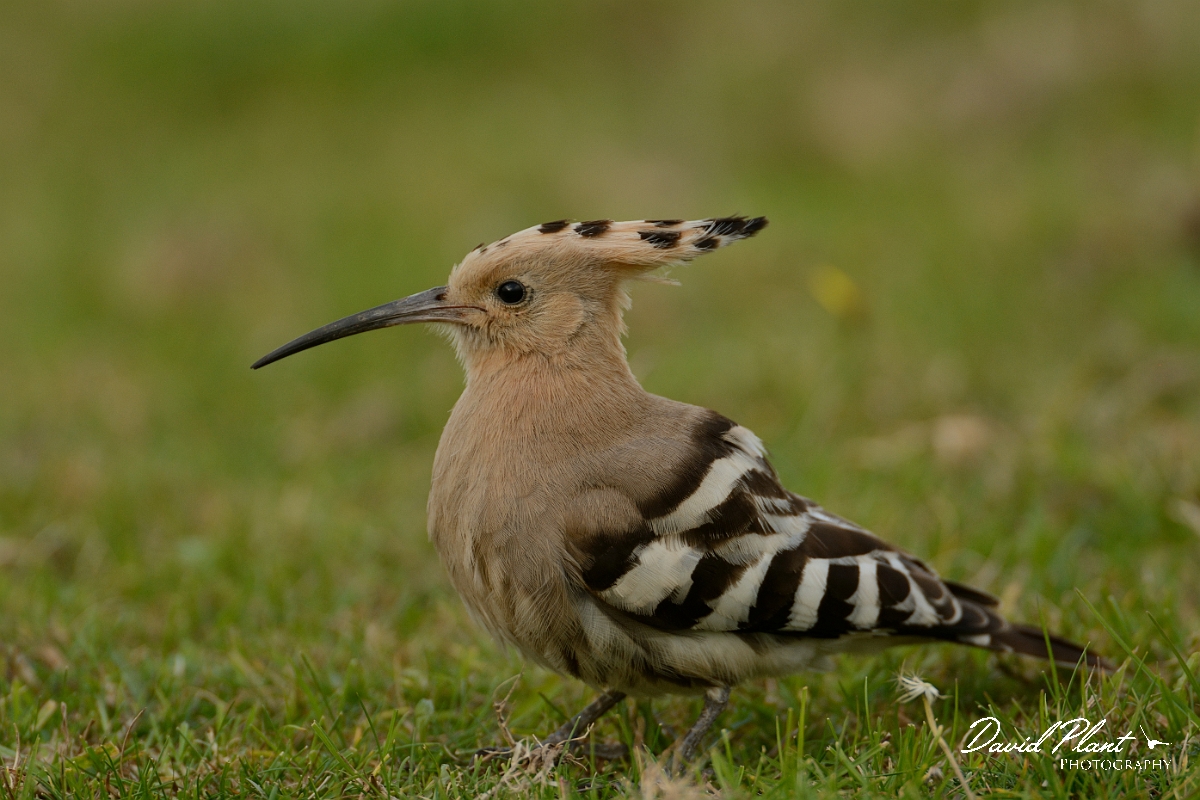 David Plant Photography - Wildlife Photography - Hoopoe - I.jpg - Hoopoe close-up - Bedfordshire