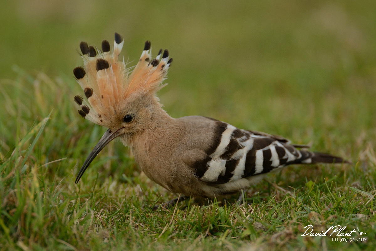 David Plant Photography - Wildlife Photography - Hoopoe - J.jpg - Hoopoe with crest raised - Bedfordshire