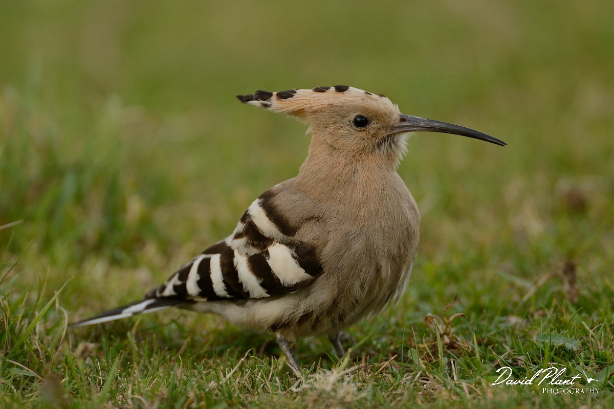 David Plant Photography - Wildlife Photography - Hoopoe - L.jpg - Hoopoe cose-up - Bedfordshire