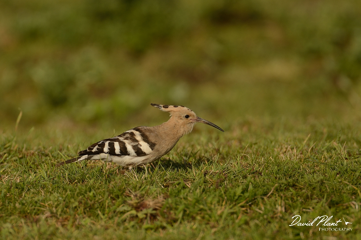 David Plant Photography - Wildlife Photography - Hoopoe - O.jpg - Hoopoe - Bedfordshire