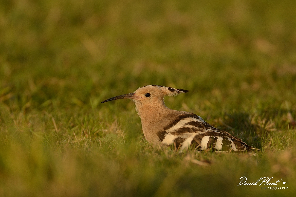 David Plant Photography - Wildlife Photography - Hoopoe - P.jpg - Hoopoe at sunset - Bedfordshire