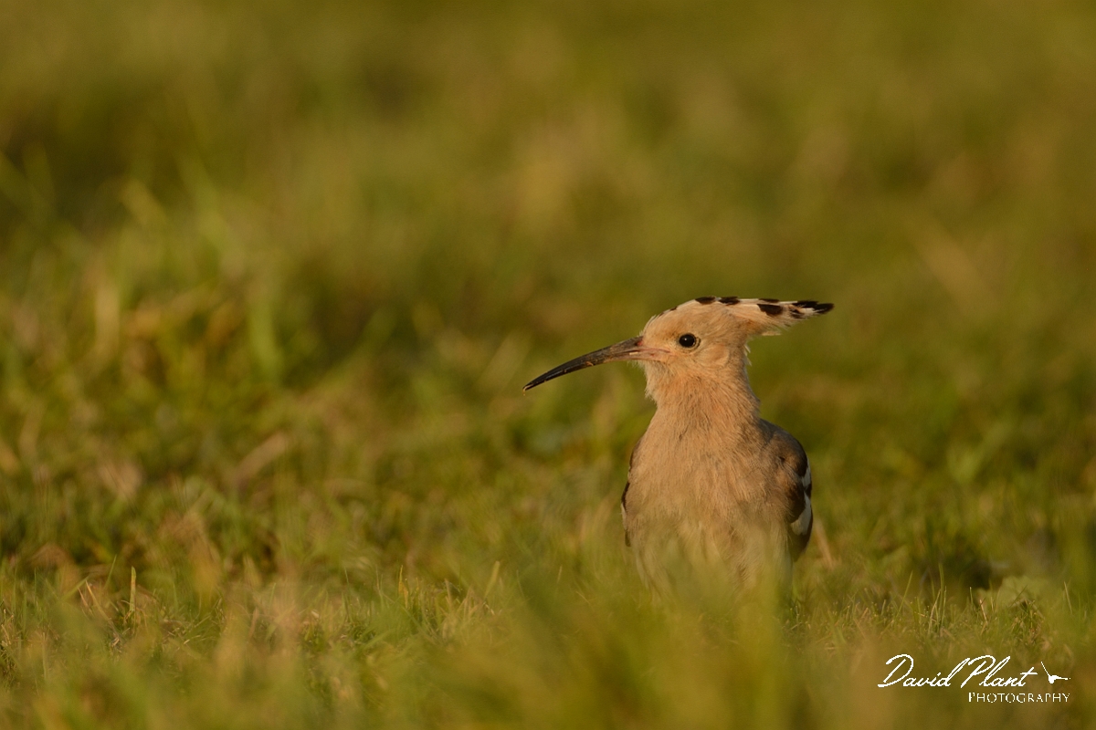 David Plant Photography - Wildlife Photography - Hoopoe - Q.jpg - Hoopoe at sunset - Bedfordshire