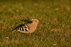 David Plant Photography - Wildlife Photography - Hoopoe - C