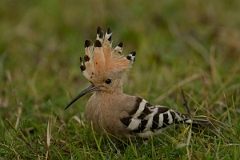 David Plant Photography - Wildlife Photography - Hoopoe - D