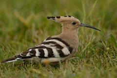 David Plant Photography - Wildlife Photography - Hoopoe - E