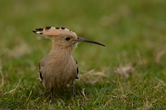 David Plant Photography - Wildlife Photography - Hoopoe - H