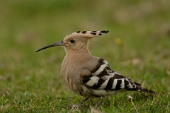 David Plant Photography - Wildlife Photography - Hoopoe - I