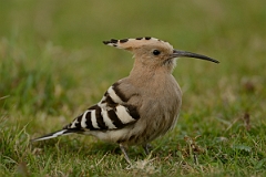 David Plant Photography - Wildlife Photography - Hoopoe - L