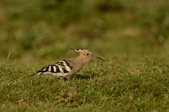 David Plant Photography - Wildlife Photography - Hoopoe - O