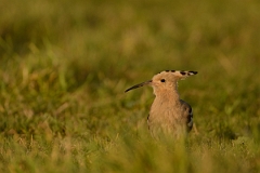 David Plant Photography - Wildlife Photography - Hoopoe - Q