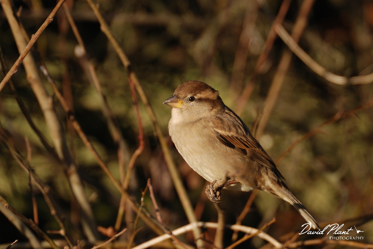David Plant Photography - Wildlife Photographer - House sparrow female - E.jpg - House sparrow, female - Leicestershire