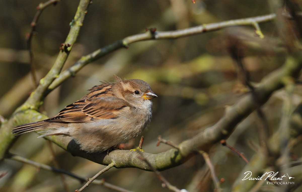 David Plant Photography - Wildlife Photographer - House sparrow female - Leicestershire.jpg - House sparrow, female - Leicestershire