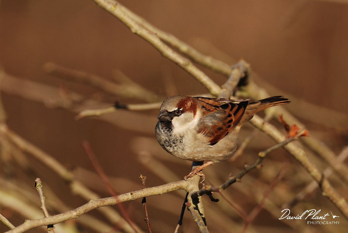 David Plant Photography - Wildlife Photographer - House sparrow male - C.jpg - House sparrow, male - Leicestershire