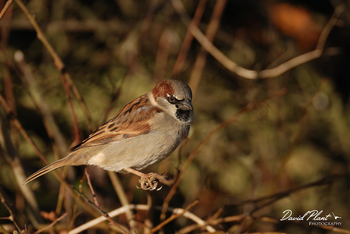 David Plant Photography - Wildlife Photographer - House sparrow male - D.jpg - House sparrow, male - Leicestershire