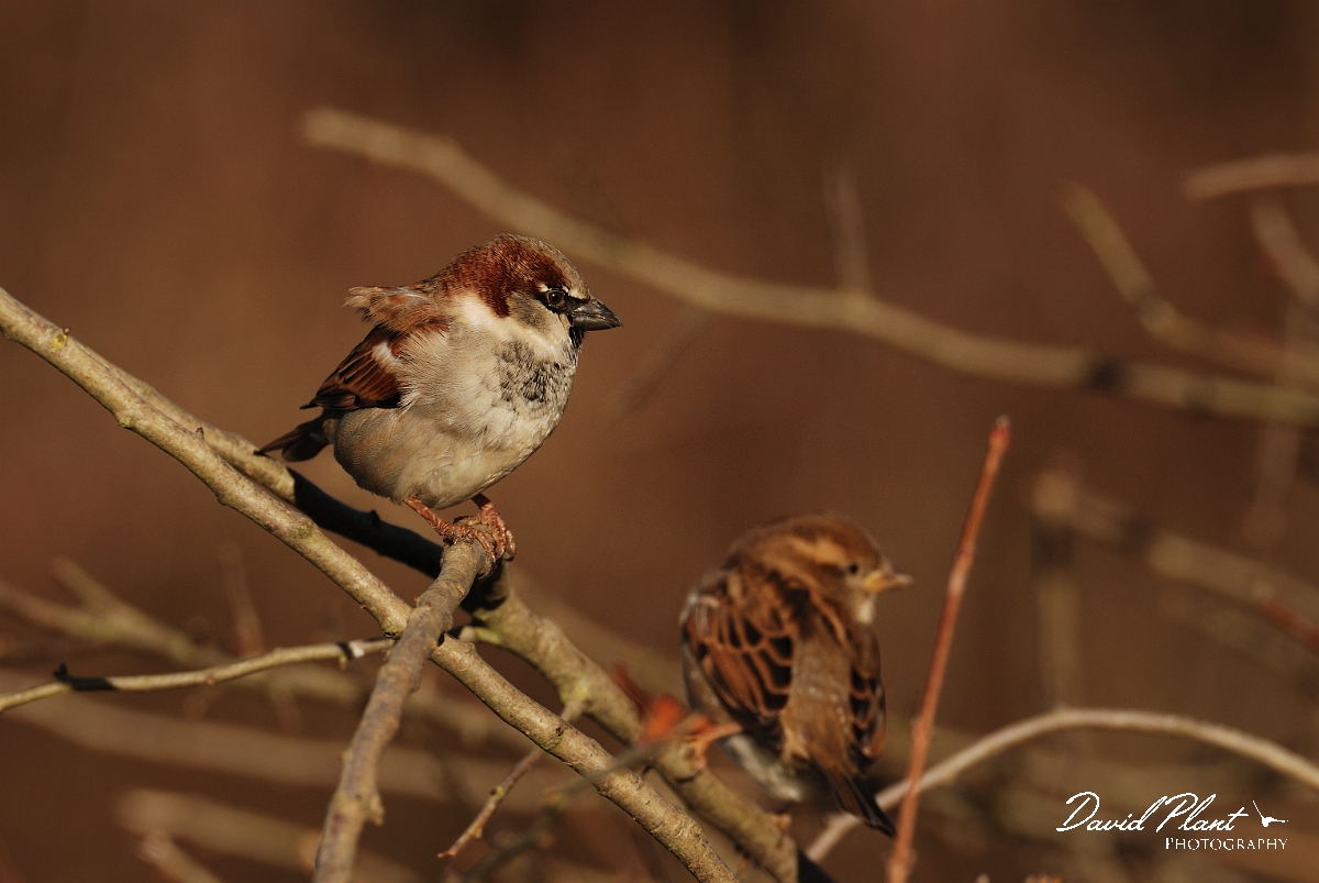 David Plant Photography - Wildlife Photographer - House sparrow pair - B.jpg - House sparrow, pair - Leicestershire