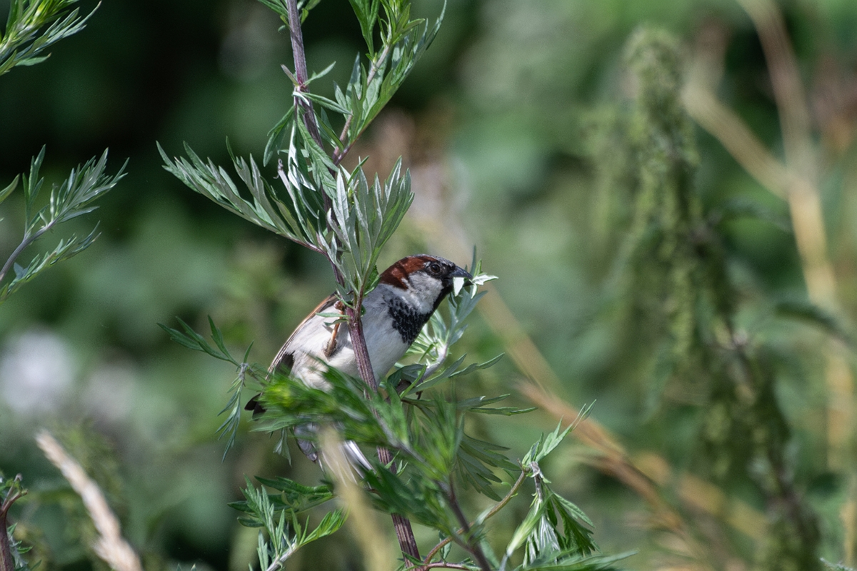 David Plant Photography - Wildlife Photography - House sparrow - F.jpg - House sparrow - Cambridgeshire