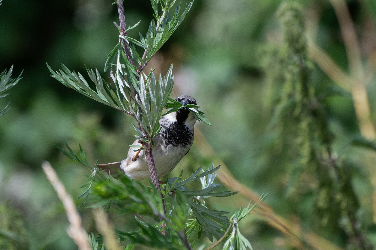 David Plant Photography - Wildlife Photography - House sparrow - G.jpg - House sparrow - Cambridgeshire