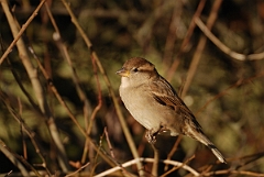 David Plant Photography - Wildlife Photographer - House sparrow female - E