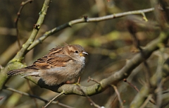 David Plant Photography - Wildlife Photographer - House sparrow female - Leicestershire