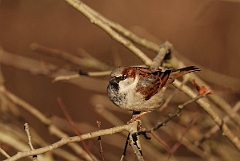 David Plant Photography - Wildlife Photographer - House sparrow male - C