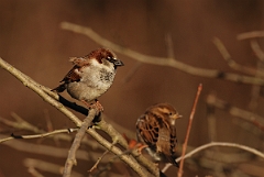 David Plant Photography - Wildlife Photographer - House sparrow pair - B