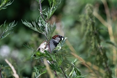 David Plant Photography - Wildlife Photography - House sparrow - F