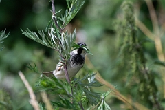David Plant Photography - Wildlife Photography - House sparrow - G