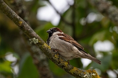 David Plant Photography - Wildlife Photography - House sparrow - H