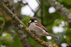 David Plant Photography - Wildlife Photography - House sparrow - I