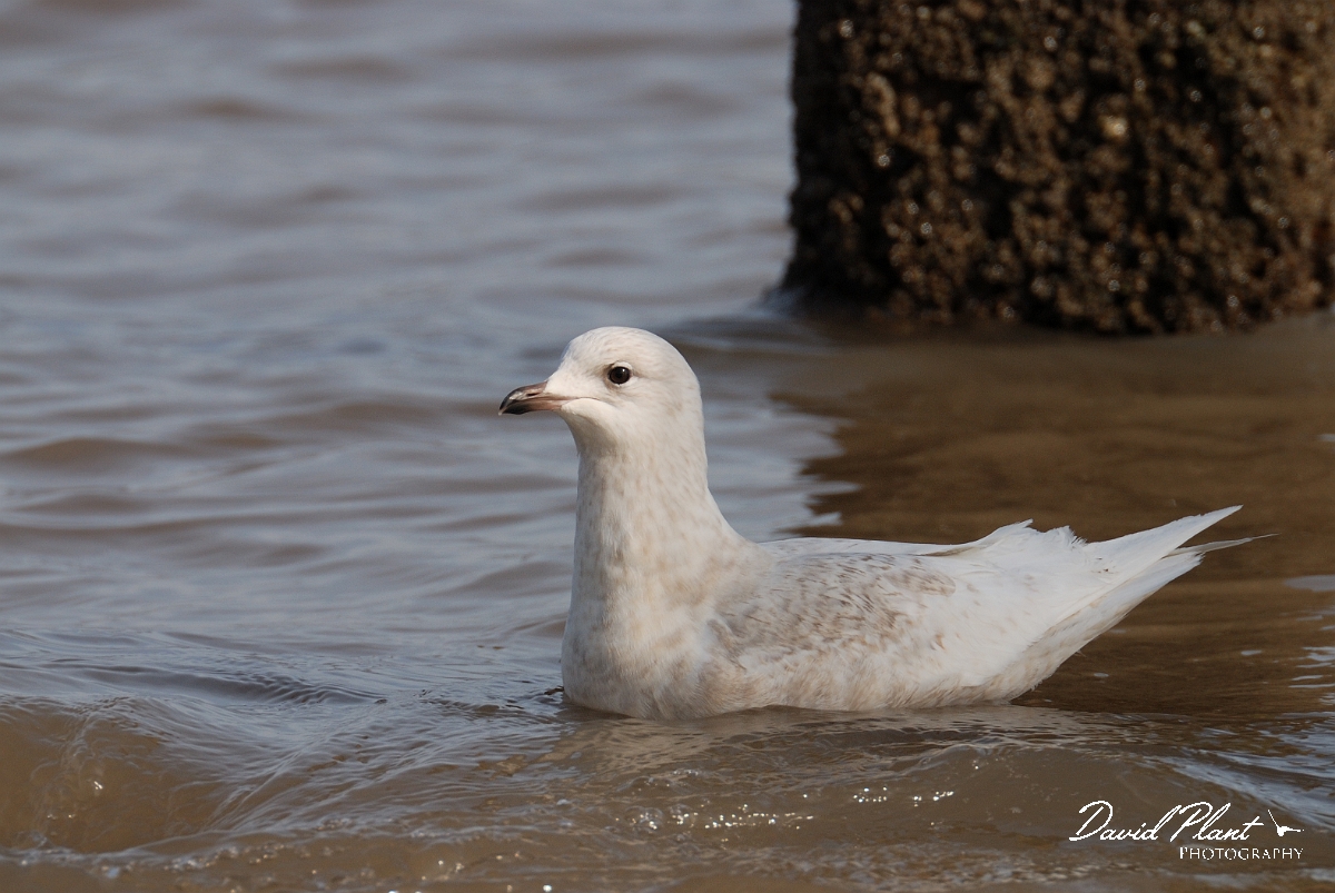 David Plant Photography - Wildlife Photography - Iceland gull - C.jpg - Iceland gull, juvenile - Suffolk