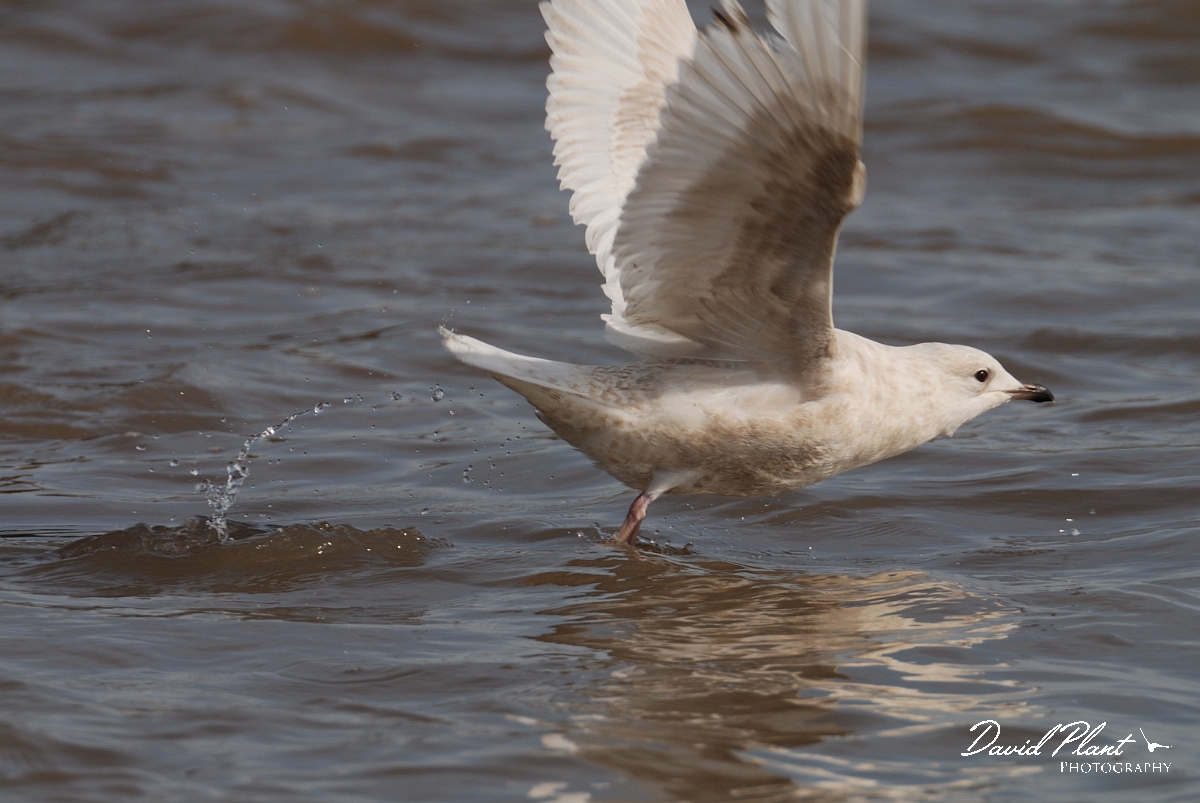 David Plant Photography - Wildlife Photography - Iceland gull - D.jpg - Iceland gull, juvenile taking off - Suffolk