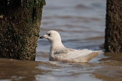 David Plant Photography - Wildlife Photography - Iceland gull - B