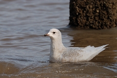 David Plant Photography - Wildlife Photography - Iceland gull - C
