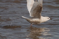 David Plant Photography - Wildlife Photography - Iceland gull - D