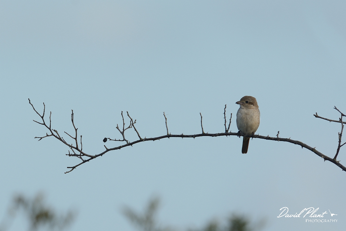 David Plant Photography - Wildlife Photography - Isabelline shrike - A.jpg - Isabelline shrike 1st winter on dog rose- Norfolk