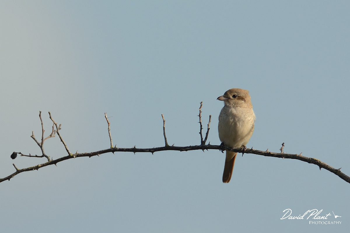 David Plant Photography - Wildlife Photography - Isabelline shrike - B.jpg - Isabelline shrike 1st winter on dog rose - Norfolk