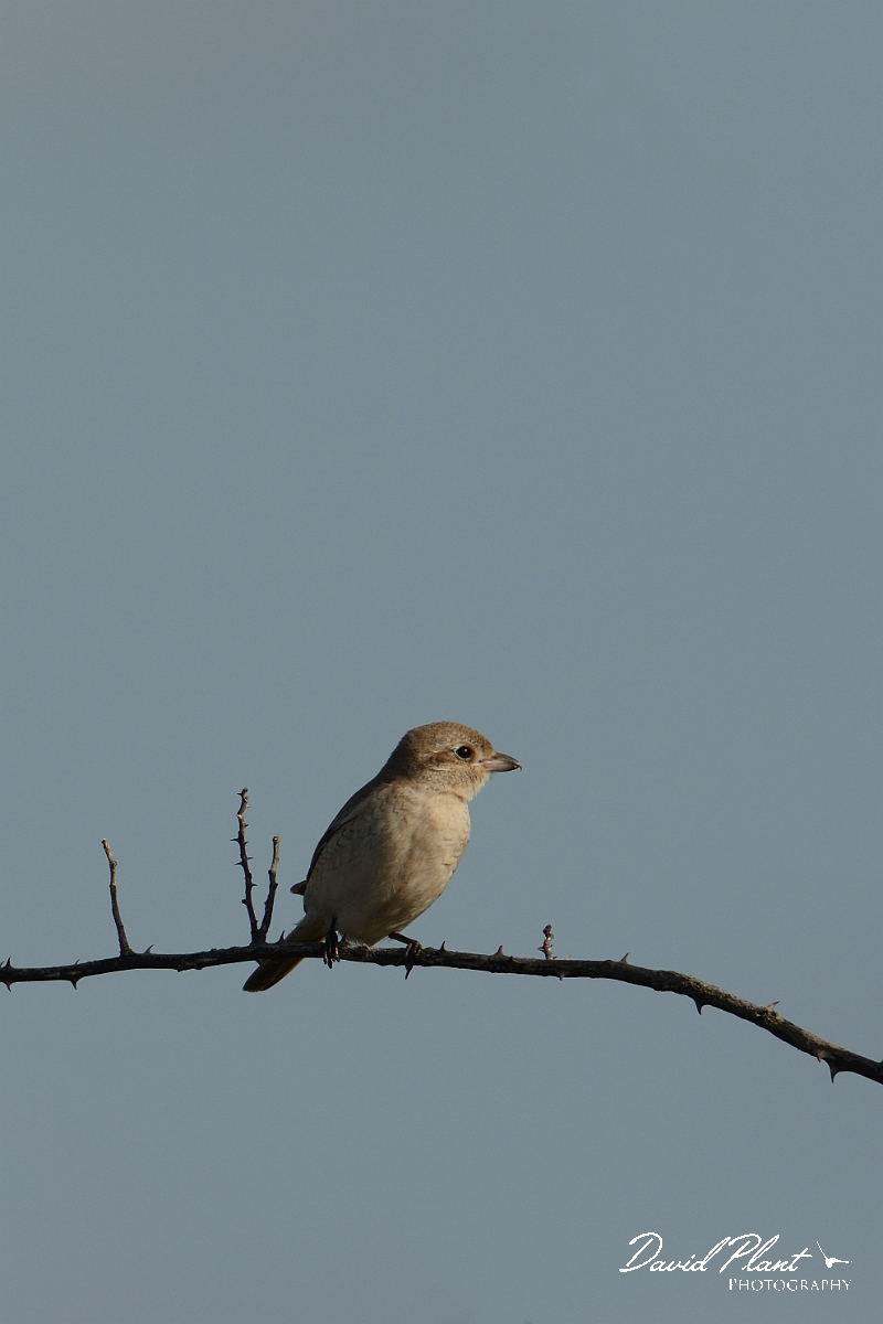 David Plant Photography - Wildlife Photography - Isabelline shrike - C.jpg - Isabelline shrike 1st winter - Norfolk