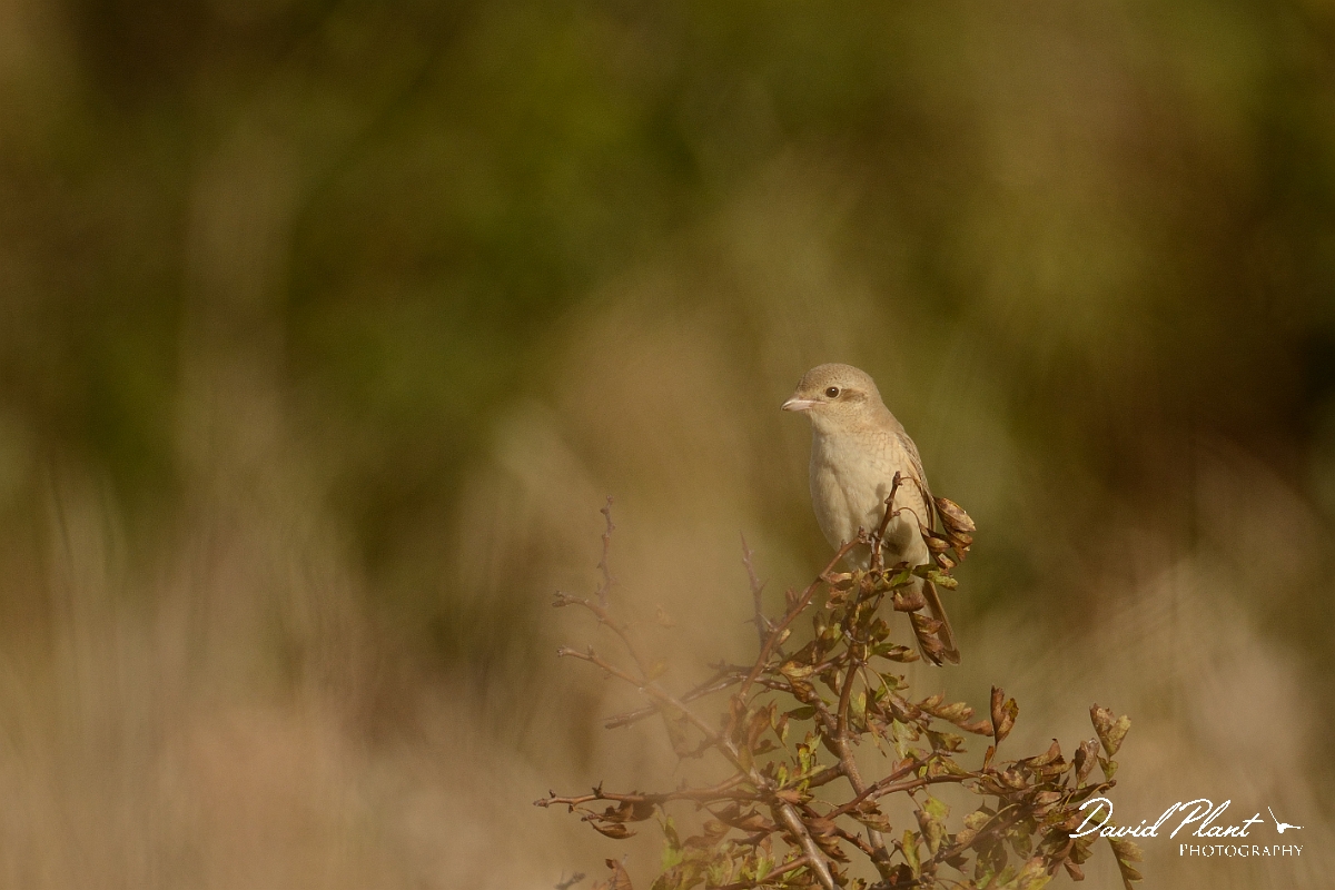 David Plant Photography - Wildlife Photography - Isabelline shrike - D.jpg - Isabelline shrike 1st winter through dry grass - Norfolk