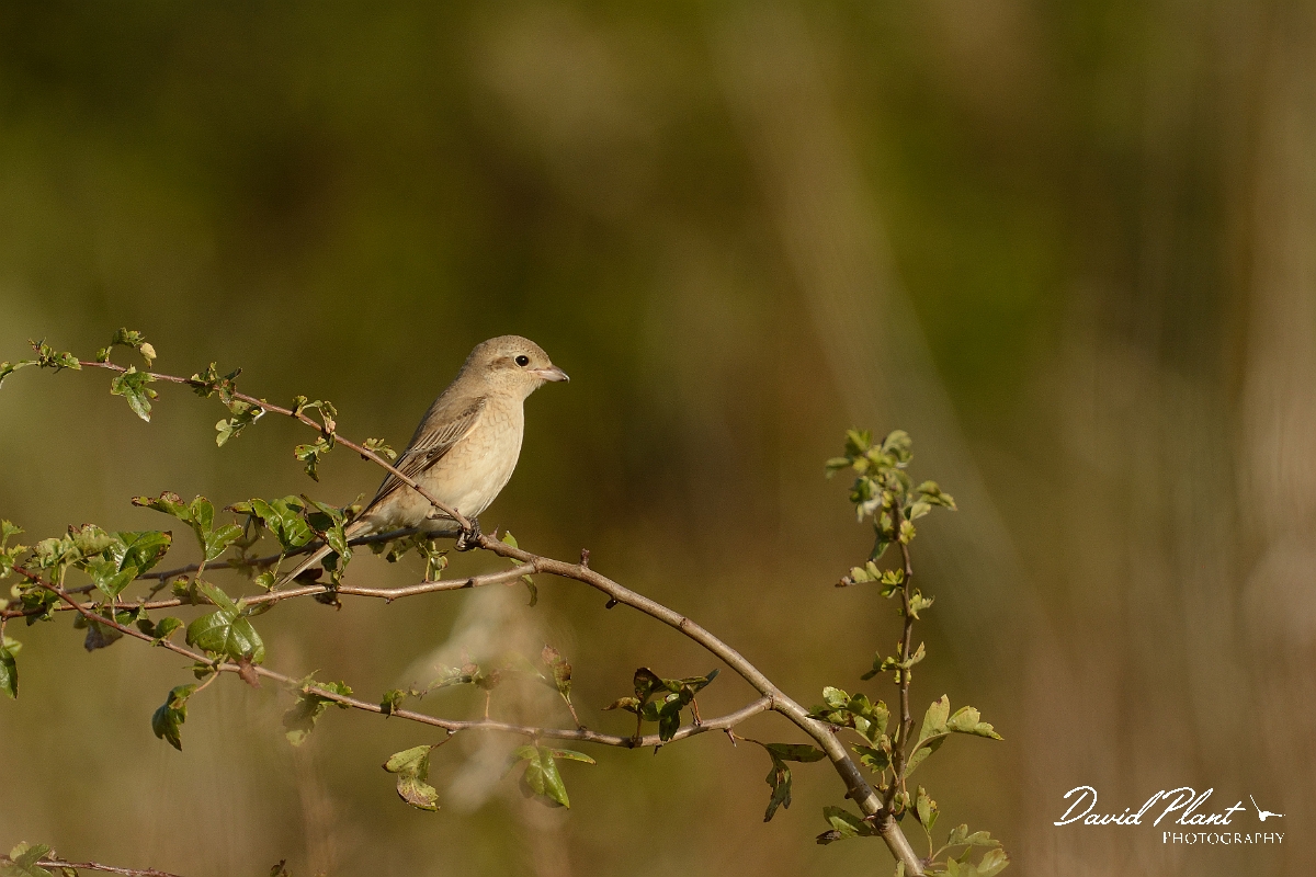 David Plant Photography - Wildlife Photography - Isabelline shrike - E.jpg - Isabelline shrike 1st winter on hawthorn - Norfolk
